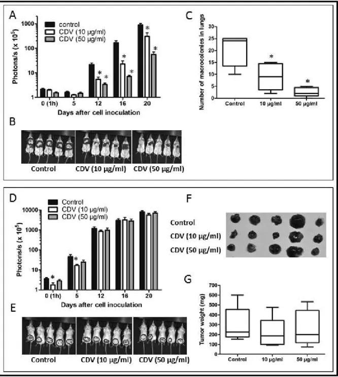 Figure  7:  CDV  pretreatment  inhibits  lung  metastasis  of  B16-F10-luc2  melanoma  cells