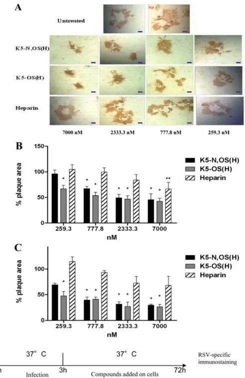 FIG 5 Inhibition of RSV-induced syncytium formation by K5 derivatives and heparin. The images in panel A show representative syncytia in HEp-2 cells, with