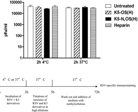 Fig. 4B demonstrate that reduction in viral yield is effective when the compounds are added up to 24 h postinfection