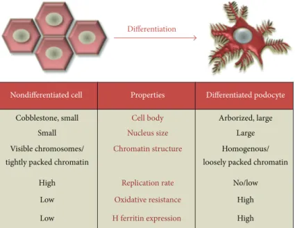 Figure 8: Schematic illustration of phenotype alterations during podocyte differentiation