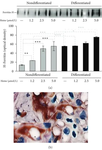 Figure 7: FtH is highly expressed in differentiated podocytes. (a) Nondifferentiated and differentiated podocytes were treated with heme (0–5 