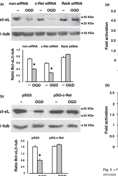 Fig. 4 Modulation of Bcl-xL level during oxygen glucose deprivation (OGD) by RelA and c-Rel