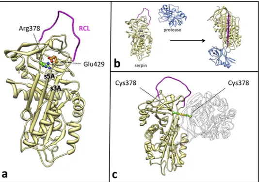 Figure 1. (a) Structural localization of the Arg378Cys missense variants in the C1-INH serpin domain