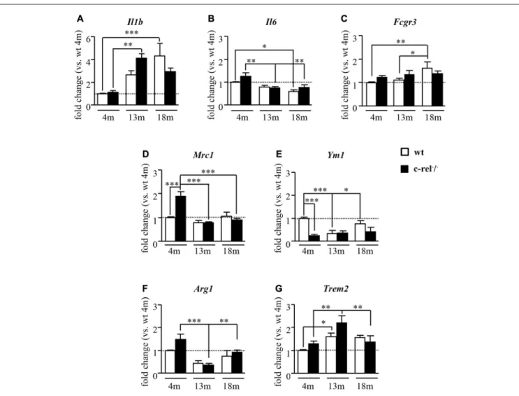 FIGURE 1 | Inflammatory and microglial/macrophage mRNA expression profile in c-rel −/− and wild-type (wt) mice