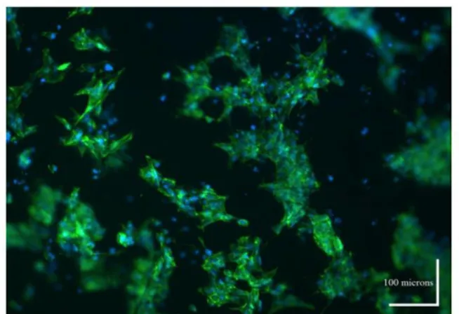 Fig. 9. Immunofluorescence staining of iPSCs-derived NSCs stained for  Phalloidin in green, and Hoechst for nuclei in blue, seeded onto the PAN 