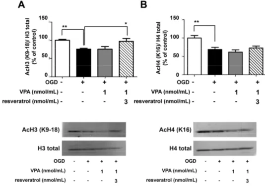 Figure 2. Western blots analyses of the H3 and H4 acetylation levels in nuclear extracts from OGD-