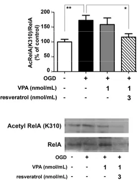 Figure 3. Effect of the valproate (VPA) and resveratrol combination on RelA acetylation state in OGD-