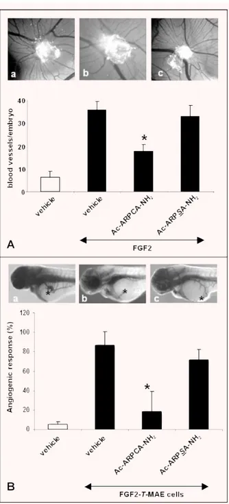 Fig. 3 Anti-angiogenic activity of Ac-ARPCA-NH 2 . (A) CAMs (10 eggs per