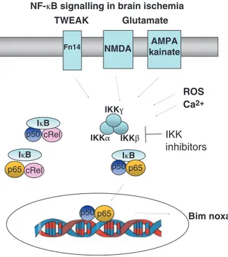 Fig. 2. NF-jB signaling in neuroprotection. Interleukin-1b, S100 cal- cal-cium-binding protein B (S100B), leptin and glutamate, through the stimulation of mGlu5 receptors, activate NF-jB c-Rel dimers, but not the p50 ⁄ p65 complex