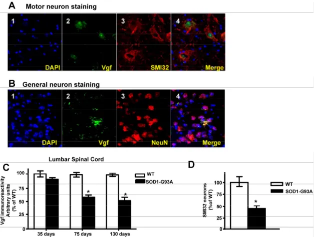 Figure 3. Vgf immunoreactive material in the lumbar spinal cord co-localizes with SMI-32 immunopositive motorneurons and 