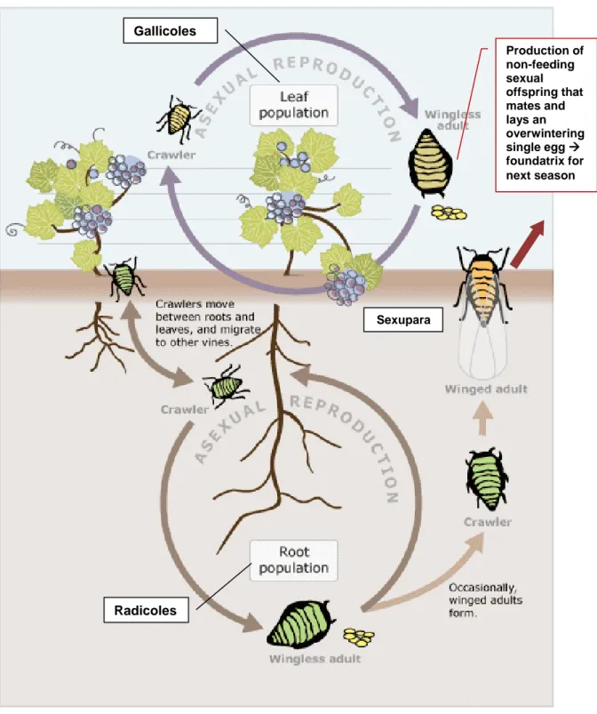 Figure 3:   Life  cycle  of  D.  vitifoliae,  image  provided  in  Maggy  Wassilieff,  Viticulture,  Pests  and 