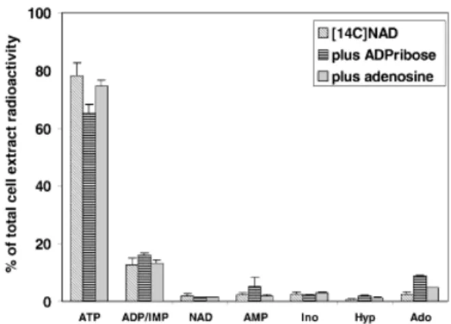 Fig. 1. Distribution of intracellular radioactive adenine com- com-pounds after incubation of ®broblasts for 1 h with 1 mM U-[ 14  C]-adenine-NAD in the presence or absence of 100 mM ADPribose or adenosine