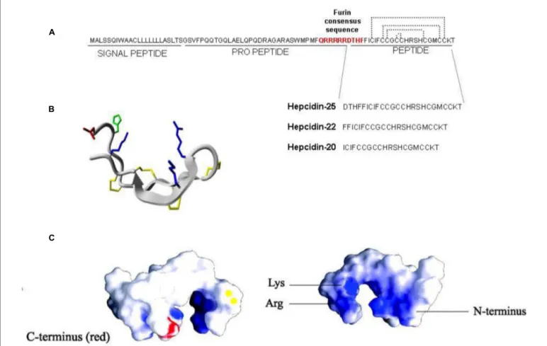 FIGURE 1 | Hepcidin structure. (A) Hepcidin is encoded as a precursor prepropeptide of 84 amino acids, it is processed by two sequential cleavages
