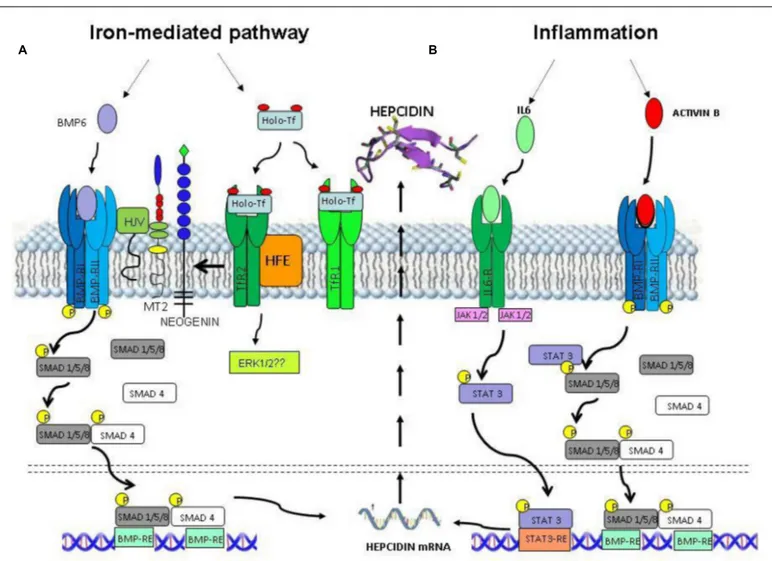 FIGURE 2 | Intracellular signaling pathways for hepcidin expression. (A) Iron status stimulates hepcidin expression through BMP6 and Holo-Tf