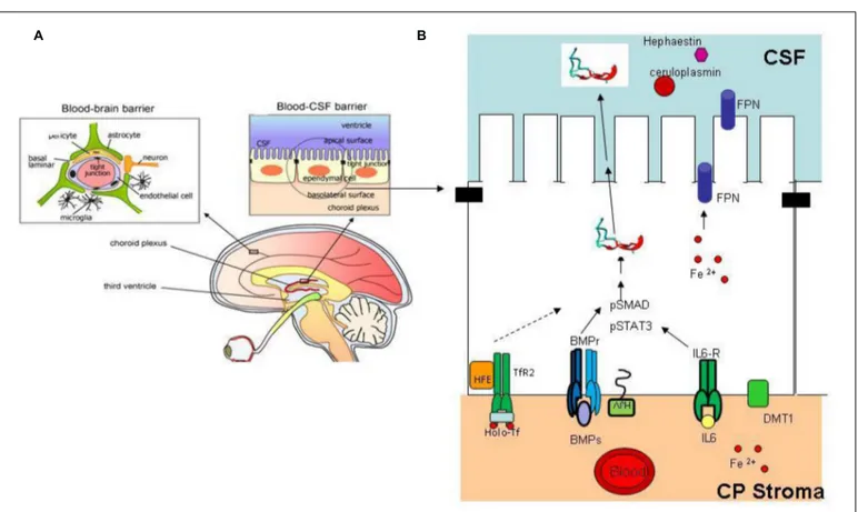 FIGURE 4 | Brain iron regulation. (A) The blood–brain barrier and blood–CSF barrier are the two major sites of iron exchange with the periphery