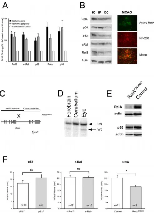 Figure 1. Activation and function of NF- ␬Bsubunitsincerebralischemia.A,AllfivesubunitsofNF-␬Bwereactivatedafter4h of MCAO