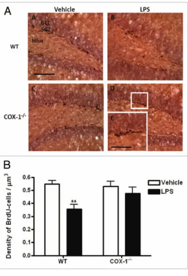 Figure 1. (A) Hippocampal BrdU proliferative cells after LpS-induced 