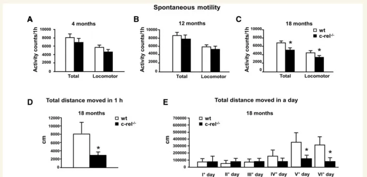 Figure 7 Spontaneous motor and locomotor activity in c-rel /  and wild-type mice. (A–C) Mice were tested at 4 months (A, n = 9–10),
