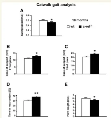 Figure 9 L -DOPA treatment ameliorates the motor deficits in c-rel /  mice (18 months)