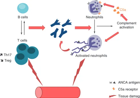 Fig. 3.3  Schematic illustration of the pathogenesis of AAV. Primed neutrophils (e.g., by cyto-