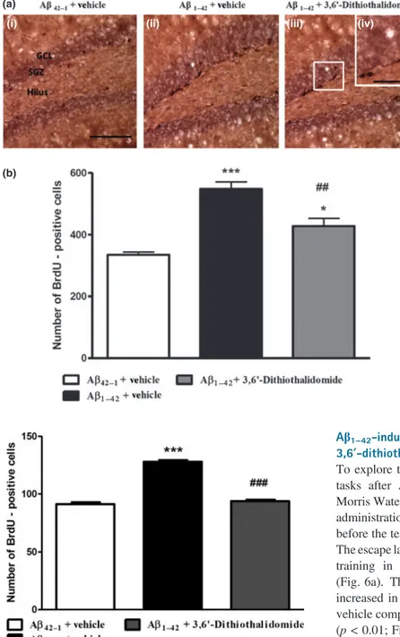 Fig. 2 (a) Effects of 3,6¢-dithiothalidomide treatment on hippocampal  5-bromo-2¢-de-oxyuridine (BrdU) proliferative cells after Ab 1–42 administration are presented