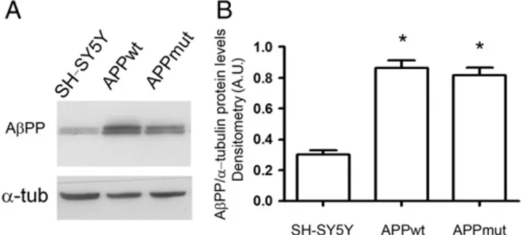 Fig. 1. AβPP levels in APPwt and APPmut cells. A) Representative western blotting of total extracts from SH-SY5Y neuroblastoma cells over-expressing wild-type AβPP gene (APPwt) or mutated AβPP gene (APPmut)