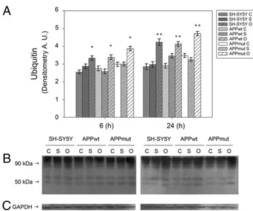 Fig. 7. Effect of Aβ 42 treatment on Ub–protein conjugates. Levels of Ub–protein conjugates