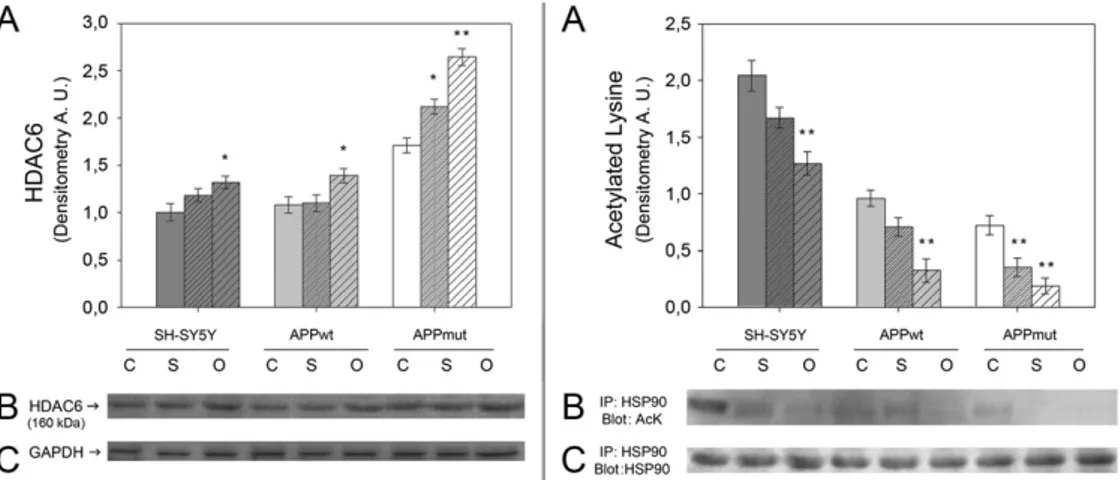 Fig. 9. Effect of Aβ 42 treatment on HDAC6 levels and activity. Left box: HDAC6 levels in SH-SY5Y, APPwt and APPmut cells treated with Aβ 42 for 24 h