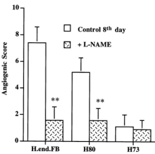 Fig. 3. NO controls angiogenesis by H.end.FB cells. To evalu- evalu-ate the effect of NO synthase inhibition on the response to H.end.FB cells and their clonal derivatives, L -NAME was given in the drinking water ad libitum