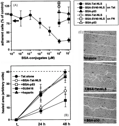 Fig. 5. Effect of BSA-Tat-NLS on ␣v␤3-dependent cell adhesion to Tat and on Tat-induced motogenesis.