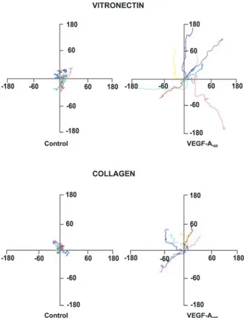 Figure 1. Tracks of ECs plated on vitronectin or collagen I. Pan-