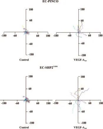 Figure 5. Effect of overexpression of SHP2 C459S on EC chemoki-