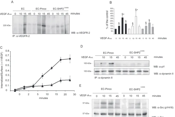 Figure 6. Effect of overexpression of SHP2 C459S on VEGFR-2 internalization, dynamin II, and Src phosphorylation