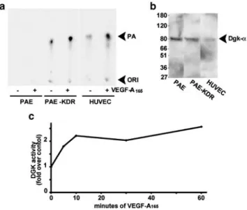 Figure 1 VEGF-A 165 activatesDGK in PAE-KDR and HUVEC. (a) Dgk activity assayed on whole-cell homogenates from either control or VEGF-A 165 (10 ng/ml for 10 min)-stimulated quiescent PAE, PAE-KDR and HUVEC cells