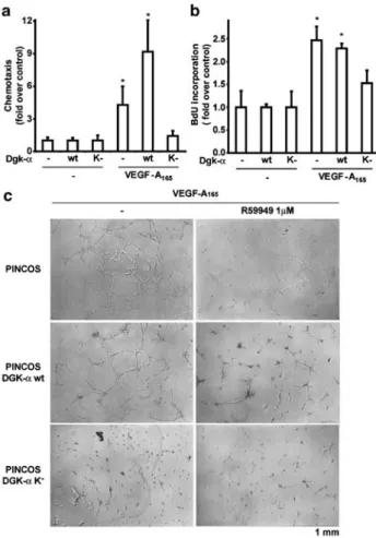 Figure 5 R59949 5 R59949 inhibitsVEGF-A-induced cell motility and proliferation of KDR and HUVEC