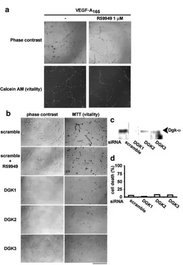 Figure 6 Downregulation of Dgk-a by RNA interference or R59949 treatment inhibitsVEGF-A 165 -induced in vitro  angiogen-esis in HUVEC
