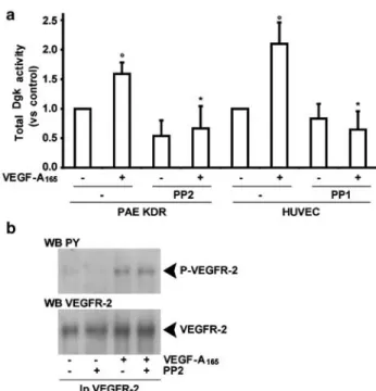 Figure 7 Src kinase activity is required for VEGF-A 165 -induced activation of Dgk. (a) Dgk activity assayed in homogenates from either control or VEGF-A 165 (10 ng/ml for 10 min)-stimulated quiescent PAE-KDR or HUVEC cells, pretreated for 15 min with eith