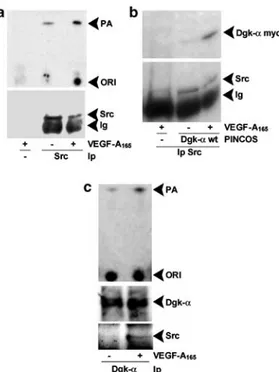 Figure 8 Dgk-a protein and activity are associated with Src in VEGF-A 165 -stimulated cells