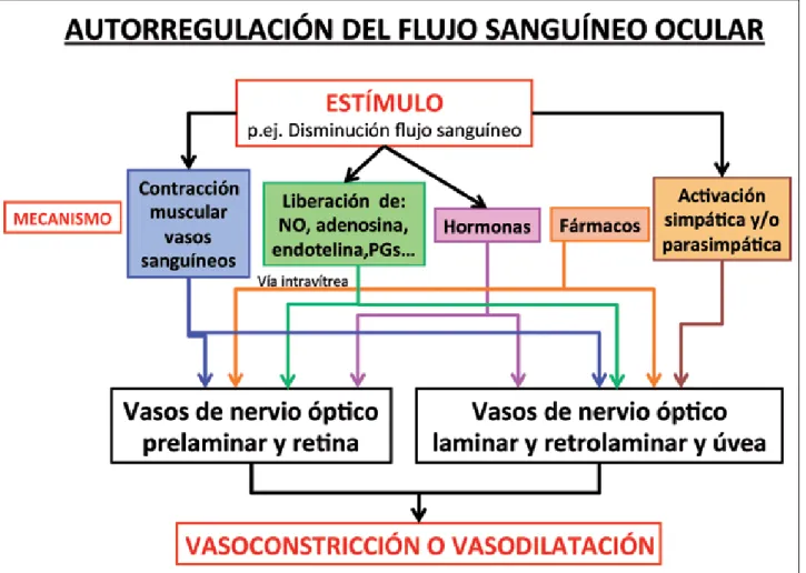 Figura 3:  Diagrama de mecanismos de autorregulación de flujo sanguíneo ocular.