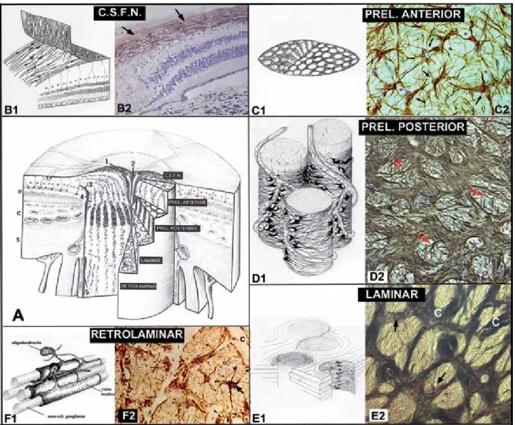 Figura 2:  Morfología y distribución de los astrocitos del nervio óptico (N.O.) humano