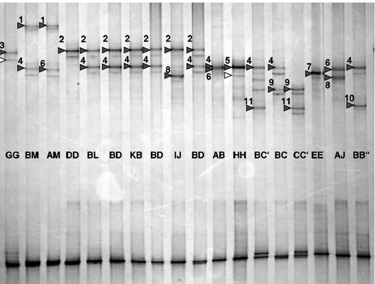 Figure 2. Double-strand PCR single-strand conformation polymorphism analysis of different κ-casein (CSN3) standard samples in a