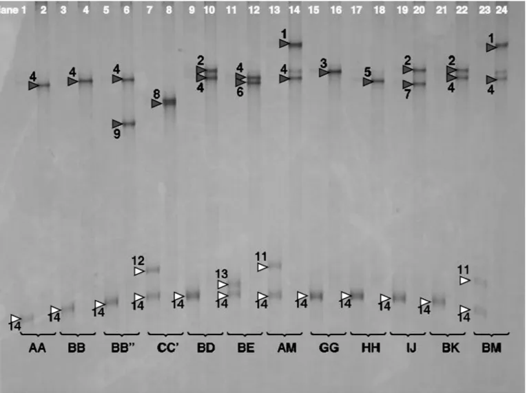 Figure 3. Single-strand PCR (ssPCR) single-strand conformation polymorphism analysis of all goat κ-casein (CSN3) variants, except B ′