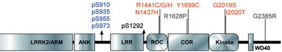 Fig. 3.1  Domain architecture of LRRK2. Domain architecture of the LRRK2 protein is shown 