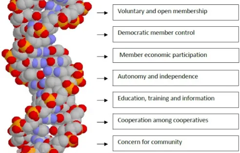 Figure 3. The DNA of the cooperative system 