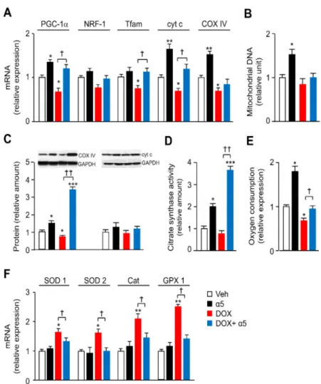 Figure 5. α5 formula prevents mitochondrial dysfunction in left ventricle of DOX-treated mice