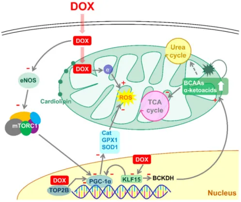 Figure 8. A proposed model of α5 protective actions on mitochondrial damage induced by doxorubicin (DOX) in cardiomyocytes