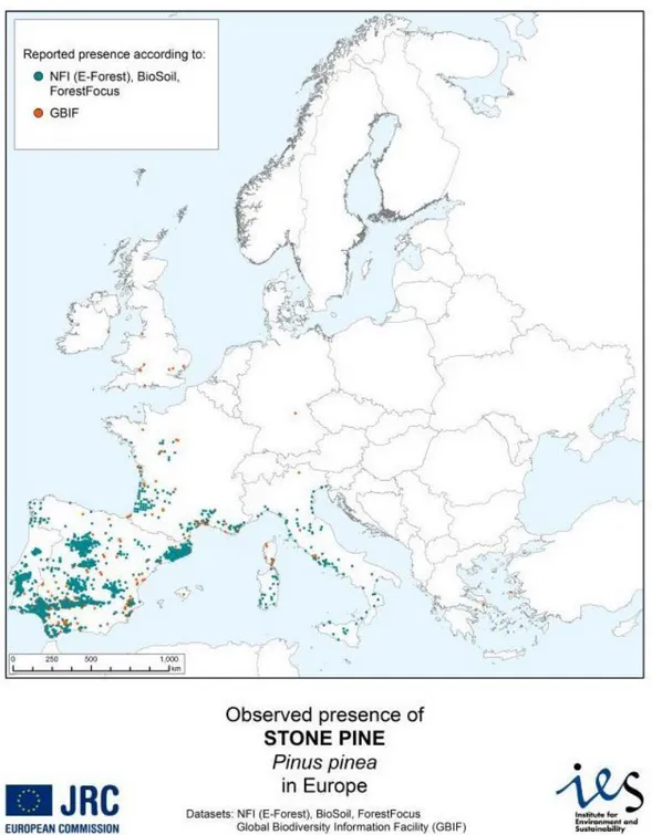 Figure 2:   European distribution of P. pinea (combined map NFI+GBIF, see Appendix C)
