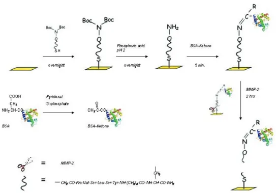 Figure 1. Schematic representation of the bifunctional peptide linker containing the MMP-2-cleavage site of CCL12.