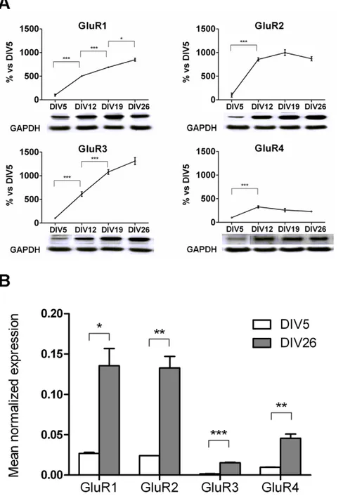 Figure 2. mRNA and protein levels of AMPA receptor subunits during cell maturation. (A) Western blot analysis of the four AMPA receptor subunits