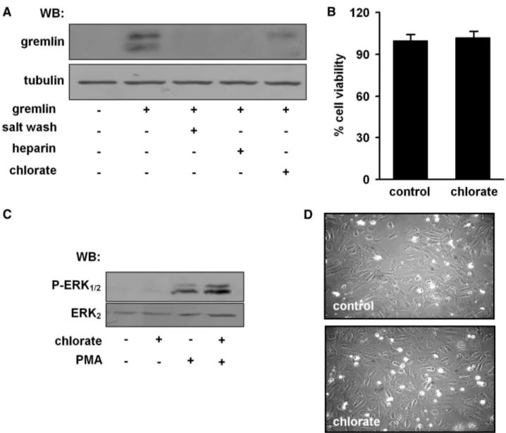 Figure 7. Characterization of chlorate-treated human umbilical vein endothelial (HUVE) cells